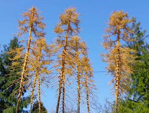 FREON MSU4 Larch - Modrzew suchy wys. 28 cm – zdjęcie 2