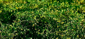 Bear`s Scale Modeling 400117 Wild Field Meadow vol.2 22x16 cm (1 pcs) – zdjęcie 2