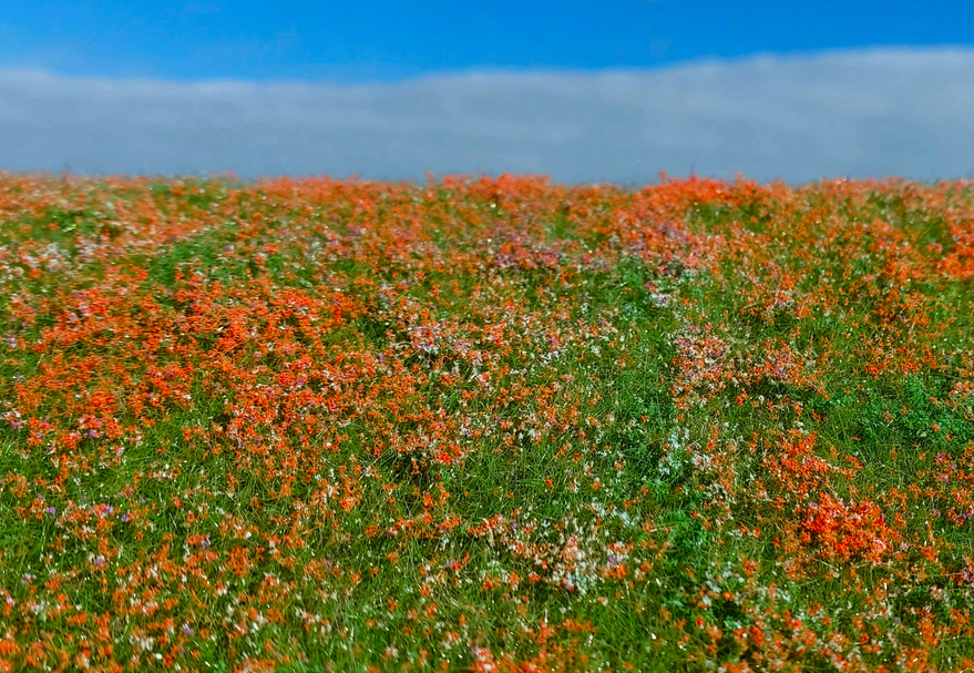 Model Scene F565 Blooming meadow - Poppies 1/35