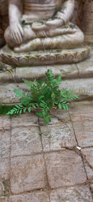 RT-Diorama 35618 Fern No.1 1/35 – immagine 3