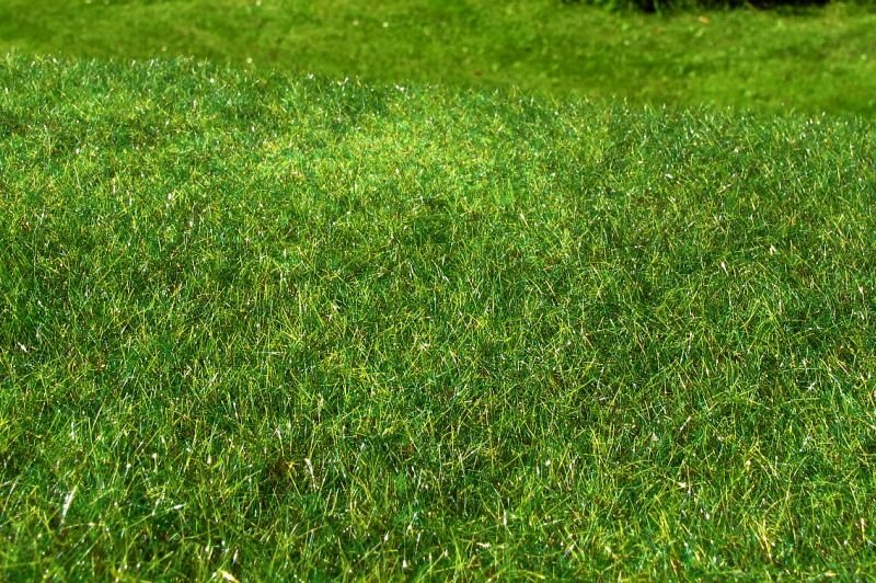 Model Scene F022 Meadow - High-grown, Early summer