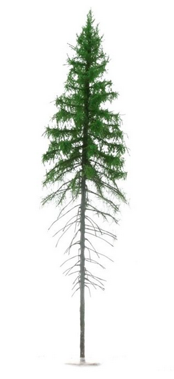 FREON SG1 Mountain Spruce - Świerk Wysokogórski Większy 26/28 cm 3 sztuki