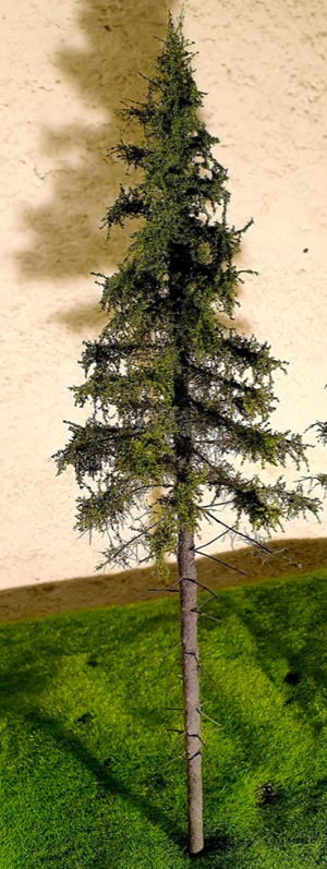 FREON SG2 Mountain Spruce - Świerk Wysokogórski Większy 18/20 cm 3 sztuki – Bild 2