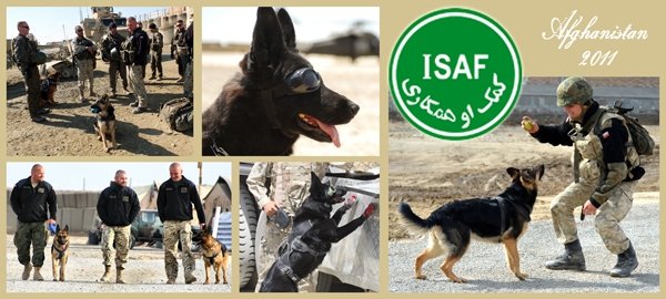 ToRo Model 35F111 PKW Afganistan - Pies Saperski z Przewodnikiem / Polish Army in Afghanistan - Soldier with sapper-dog figurine with decals 1/35 – immagine 3