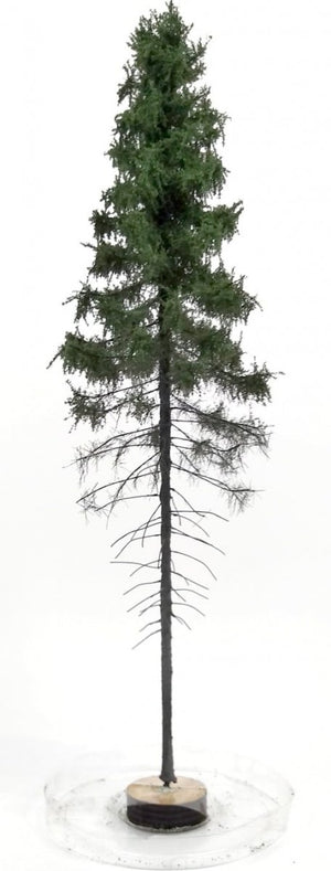 FREON SGPW1 Mountain Spruce - Świerk Górski wysokopienny - wysokość 28-30 cm