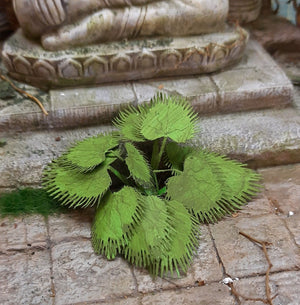 RT-Diorama 35616 Jungle Plant No.6 1/35 – zdjęcie 4
