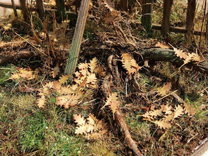 Model Scene L3-006 Northern Red Oak - green 1/32, 1/35 – imagen 2