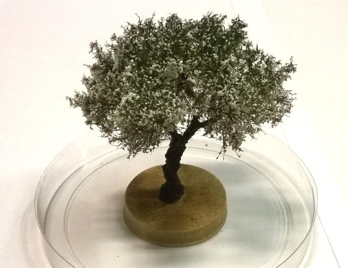 FREON JABK1 Apple tree - Apple tree 6/8cm
