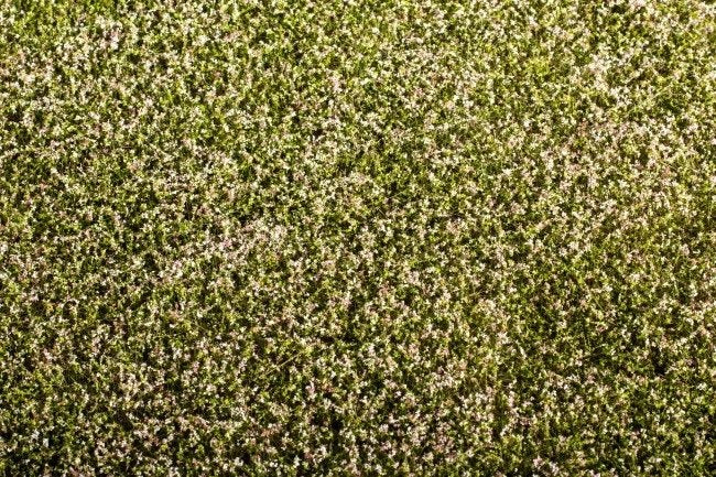 Model Scene F430 Grass Mat - Clover Blooming 1/35