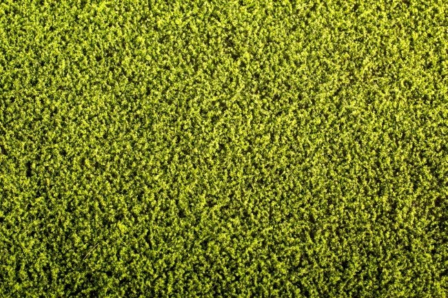 Model Scene F440 Grass Mat - Alfalfa 1/35