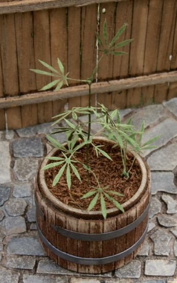Scene VG3-016 Cannabis 1/35 model