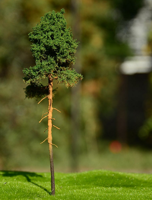 FREON SOM3 Young pine - Sosna młoda 8/12 cm