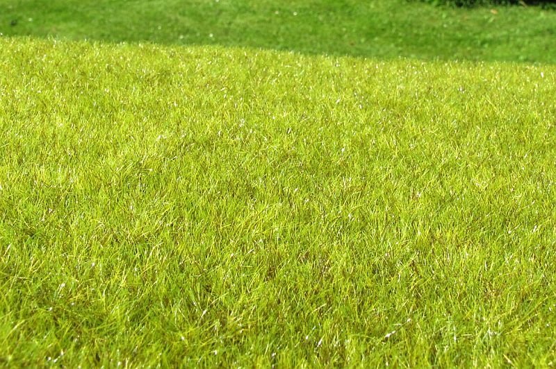 Model scene F010 Wetland light – imagen 2