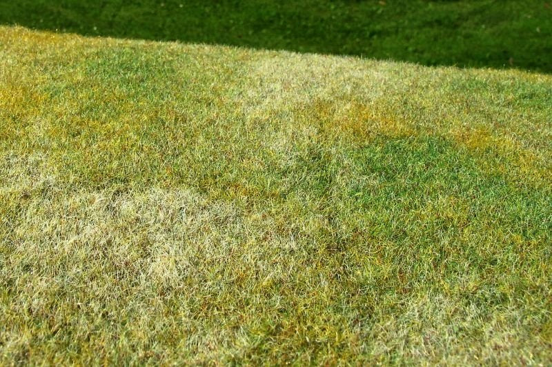 Model Scene F003 Cut Meadow - Late Summer – Bild 2